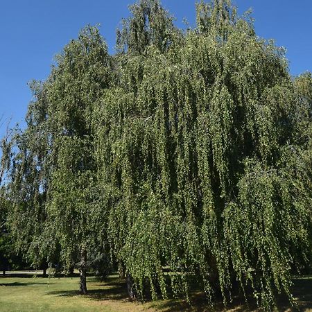 Al Salice Tranquillita Nel Verde Via Amendola 24 Apartment Busto Arsizio Ngoại thất bức ảnh