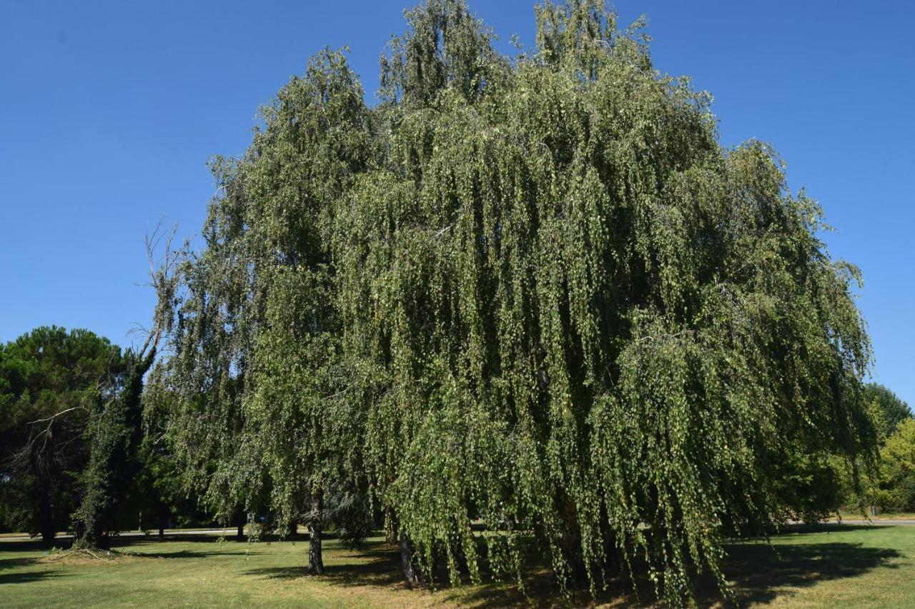 Al Salice Tranquillita Nel Verde Via Amendola 24 Apartment Busto Arsizio Ngoại thất bức ảnh